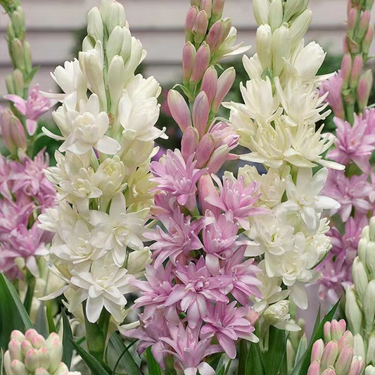 【Limited Time Sale】Tuberose Bulbs 🌸