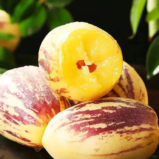 New offers🔥Ginseng Berry Seeds