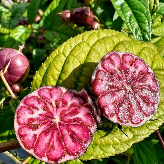 Red ginseng 🍉A magical fruit like pearls