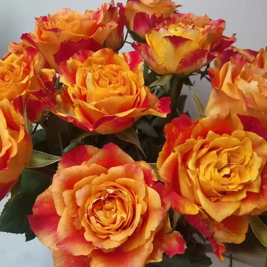 'Ode to Joy' Rose Seeds