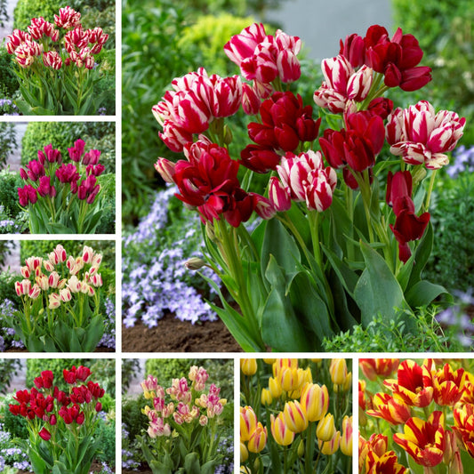 Multiflora Tulip Bulbs (Club Series)🌷 Grow in Water or Soil, Bloom Next Month