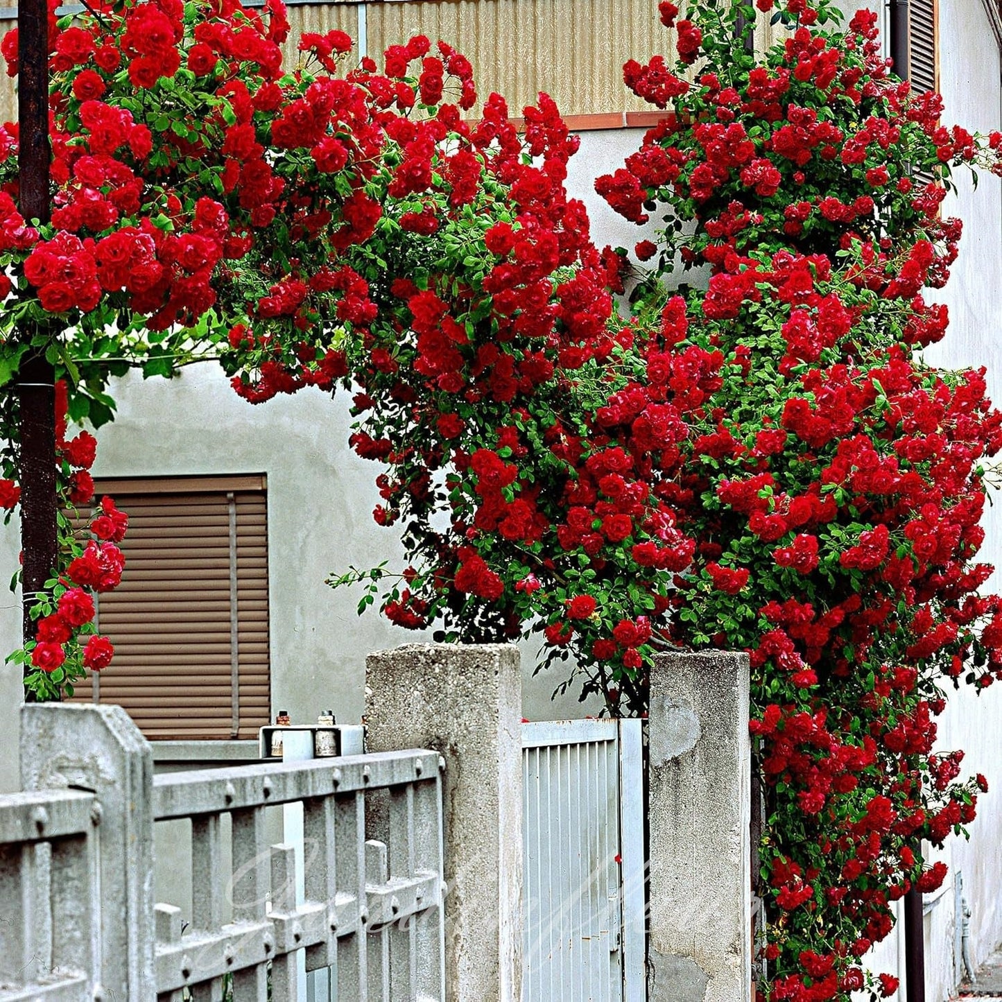 Climbing Rose Seeds
