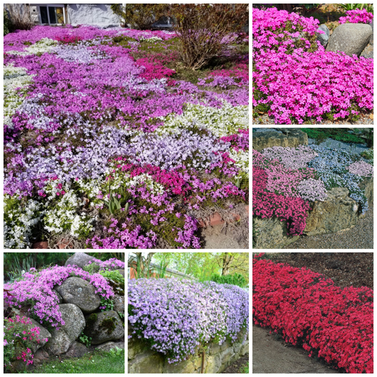 Creeping Phlox Homegrown Seeds Easy to Plant and Grow Non-GMO Perennial Flower Premium Seeds Garden Ground Cover