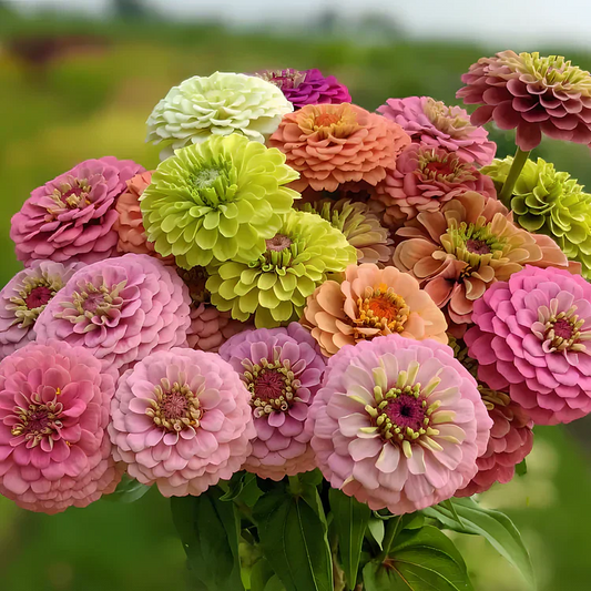 🏠🌿Plant Once, Enjoy All Summer – Double Zinnia Flower Seeds